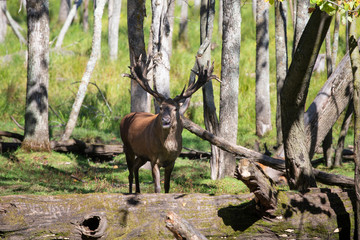 Sticker - European red deer (Cervus elaphus) in rut, it is fourth  the largest deer species