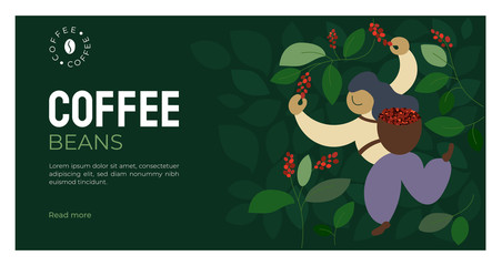 Wall Mural - Vector illustration of picker is harvesting ripe red berries of coffee from branches of trees. Coffee beans template for farmer, roasters company. Design for banner, web, layout, prints, online store.