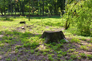 Wall Mural - Old stump in forest.