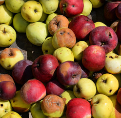 Wall Mural - Background of apples.