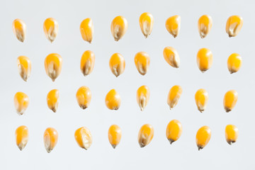 Wall Mural - Dry corn seeds isolated on gray background