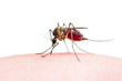 Encephalitis, Yellow Fever, Mayaro, Malaria Disease or Zika Virus Infected Culex Mosquito Parasite Insect Isolated on White Background