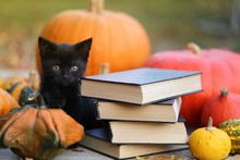Autumn Books For Halloween Concept.Stack Of Books With Black Covers, Black Cat And Pumpkins Set On Blurred Garden Background. Scary Autumn Reading