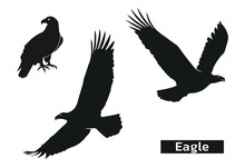 Eagle Silhouette Set. Zoo Symbol Of Strength, Highness, Element Of Air. Eagle Symbol Of Usa. Isolated Vector Images.