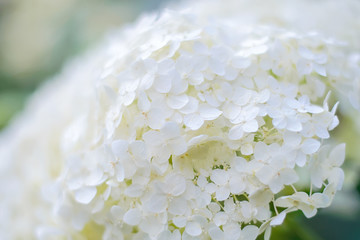 Poster - Abstract background of white hydrangea