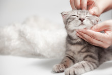 Happy Cat Scottish Fold Breed Age 3 Months Lovely Comfortable Sleeping By Owner Stroking Hand Grip At. Little Scottish Fold Cat Cute Ginger Kitten Pet Is Feeling Happy. Love To Animals Pet Concept.