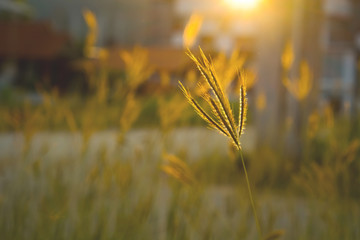 Wall Mural - beautiful grass field at sunset