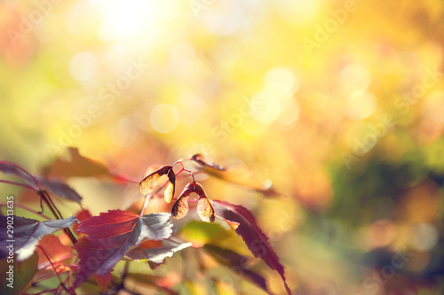 Fototapeta  Yellow autumn maple leaves with seeds in a forest