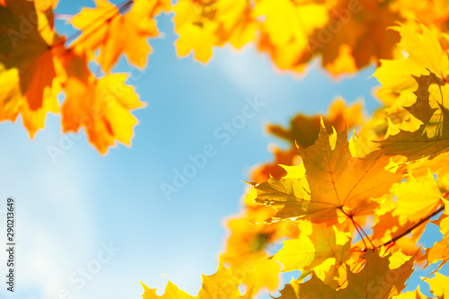 Obraz na plátně  Yellow autumn maple leaves in a forest against the blue sky