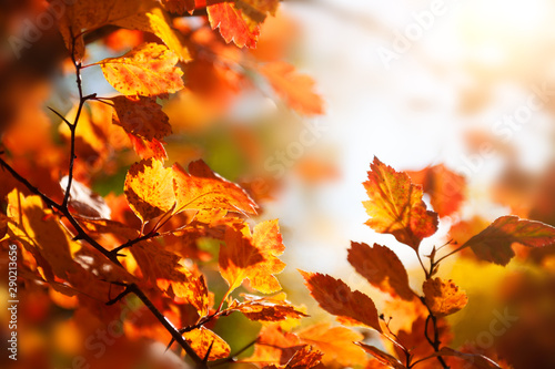 Fotografie, Obraz  Tree with red autumn leaves in a forest at sunset