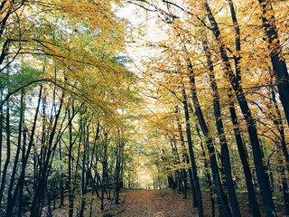 Wall Mural - Autumn woods. Beautiful golden trees and path way in fall leaves in sunny warm forest. Oak and hornbeam yellow and green trees. Hello fall. Tranquil moment. Autumnal background.