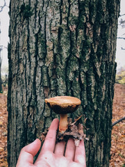 Wall Mural - Hand holding edible mushroom in autumn woods. Picking mushrooms in forest. Xerocomus in hand on background of tree in foggy woods.