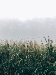 Poster - Foggy lake, green grass in mist in cold autumn morning on background of woods. Tranquil moment. Hello fall. Autumn background. Atmospheric morning