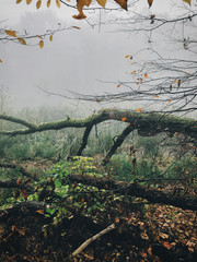 Wall Mural - Old fallen trees with moss in foggy autumn woods near lake in cold autumn morning. Mist  in forest. Tranquil moment. Hello fall. Autumn background. Atmospheric morning