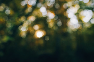 Autumn abstract background. Blurred image of beautiful sunny light and autumn leaves. Fall in forest. Tranquil moment. Sunlight through trees