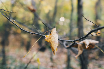 Poster - Autumn leaves on tree branch in woods. Beautiful yellow leaves on branches in fall. Autumn forest. Tranquil moment. Copy space