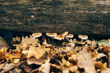 Wall Mural - Mushrooms on stump with green moss and autumn leaves in sunny woods. Mushroom hunting in autumn forest. Hypholoma fasciculare. Gilled fungi