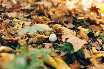 Wall Mural - Russula mushroom in green grass and autumn leaves in sunny woods. Mushroom hunting in autumn forest. Russulaceae. Fungi