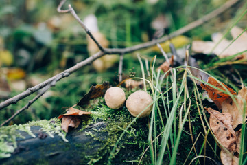 Wall Mural - Stump puffball, little mushrooms in stump in green moss and grass in autumn woods. Lycoperdon pyriforme. Fungi