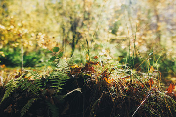 Poster - Autumn. Beautiful fern branches and brown fall leaves in grass in light in sunny warm forest. Autumnal background.  Hello autumn