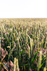 Green wheat on the field. Plant, nature, rye.