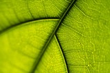 Fototapeta  - closeup of green leaf