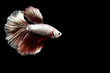 © Bobbyphotos - Betta fish from Thailand in isolated with black back ground