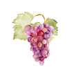 Colorful vector watercolor illustration of ripe pink grape with green leaves isolated on white background. Bunch of fresh grape.