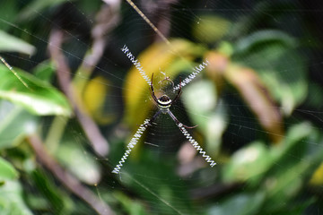 Spider on a Web