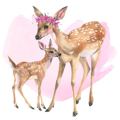  Hand painted watercolor illustration. Cute family of whitetail deers on white background.