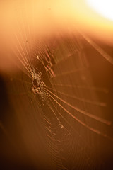 spider on web
