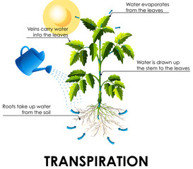 Sticker - Diagram showing transpiration with plant and water