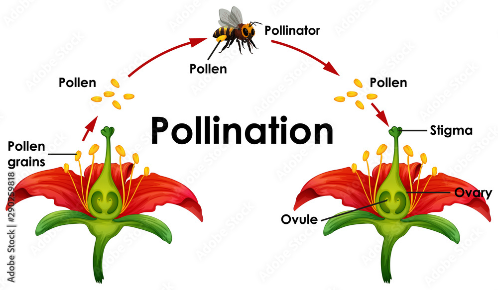 Diagram showing pollination with flower and bee - obrazy, fototapety, plakaty 