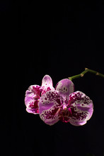 Orchid On Black Background