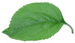 Apple green leaf