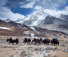 Group Of Yaks Carrying Goods Along The Route To Everest Base Camp In The Himalayan Mountains Of Nepal, Beautiful High Altitude Landscape, Himalayan Peaks In The Background