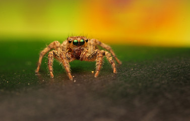 Wall Mural - Jumping spider	