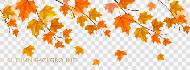 Poster - Nature autumn frame with colorful leaves and raindrops on transparent background. Vector
