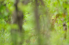 Lion Hide In Green Vegetation