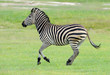 © Staffan Widstrand - Zebra run in green grass