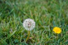Dandelion Seed Heads In Green Grass
