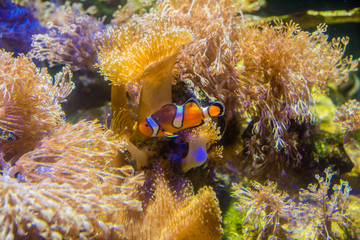 close-up anemonefish in the middle of a coral reef