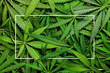 Cannabis leaves background