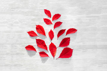 Fototapete - Red leaves of grape on white wooden background.