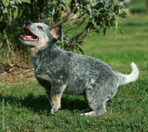 Australian Cattle Dog puppy smiling - Buy this stock photo and explore  similar images at Adobe Stock | Adobe Stock