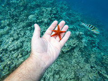 Pov Of A Man While He Looks At A Red Starfish During An Excursion To The Coral Reef Of The Maldives Sea