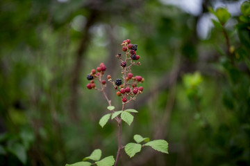 Wall Mural - Blackberry Plant Wild Natural Berries