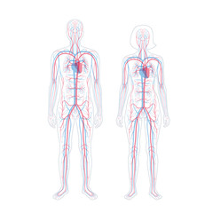 Sticker - circulatory system anatomy