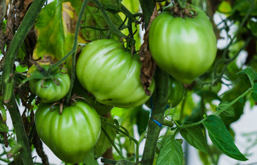 Wall Mural - Photo with green tomatoes ripening in the greenhouse on the bushes.