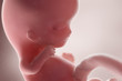 3d rendered medically accurate illustration of a human fetus - week 9